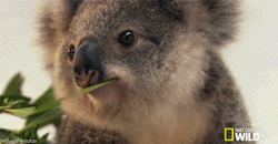 thisismysoliloquy:  pizzaenthusiast:  DID I JUST GET WINKED ATBY A KOALA  STRAYA 