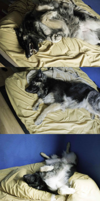 aslaveobeyss:  here some pictures of my dog sleeping and being lazy  Wow this dog is truly living the dream