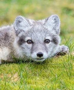 beautiful-wildlife:  Arctic Fox Kit, Svalbard by Anthony Macaulay