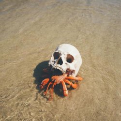 outofcontextdnd:  rebel-without-a-cunt:  viralthings: Hermit crab using a skull for a shell  Reblog if you support goth crab  Character Concept   @rageomega @thriftstoregoth