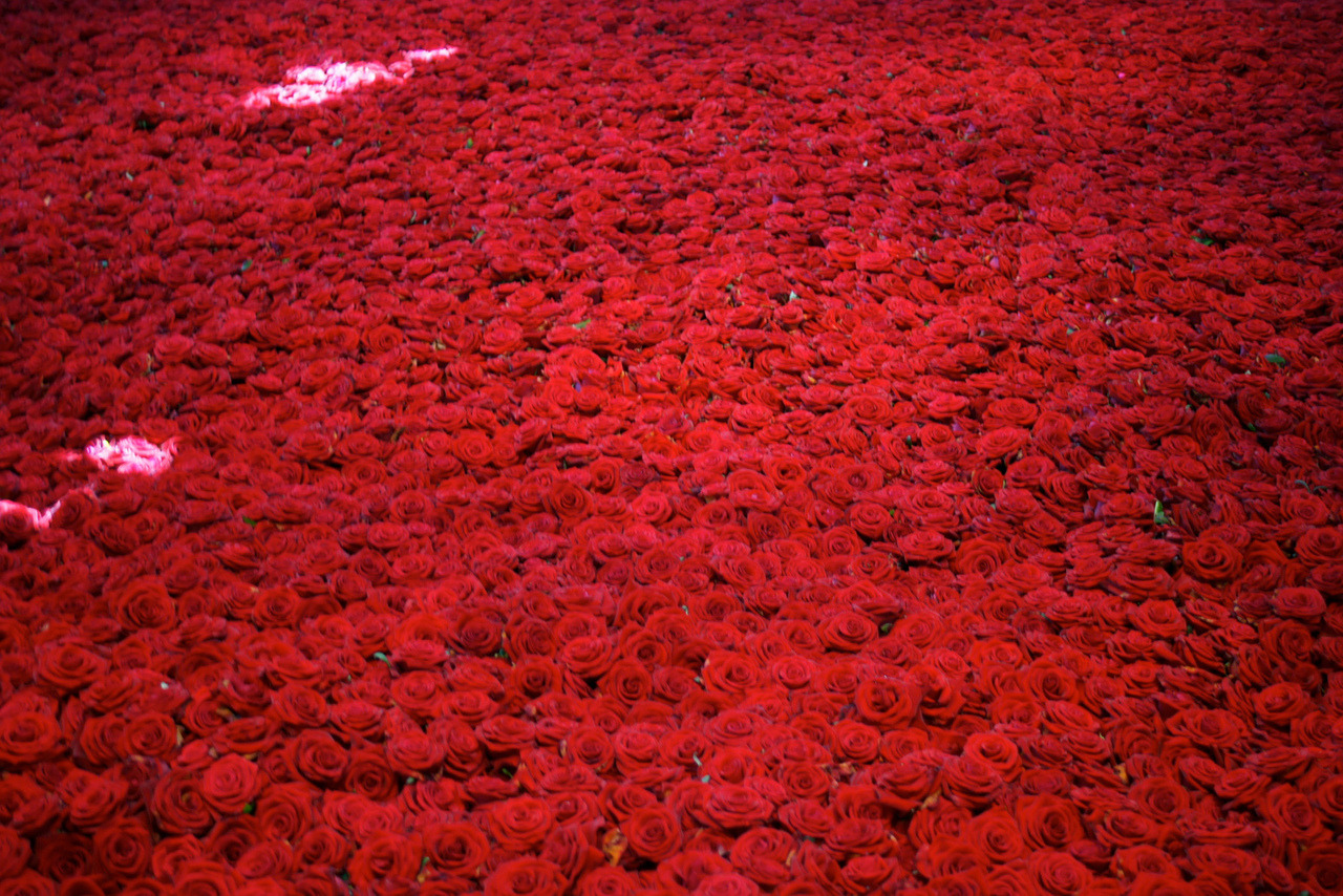 nyctaeus:  Anya Gallaccio, ‘Red on Green’, 2012 Anaya Gallaccio’s Red On Green (2012)