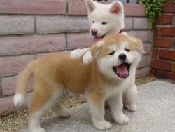 awwcutelittleanimals:  Cute puppies.
