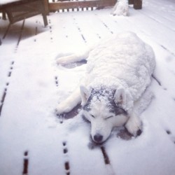 awwww-cute:  Dog likes the snow 