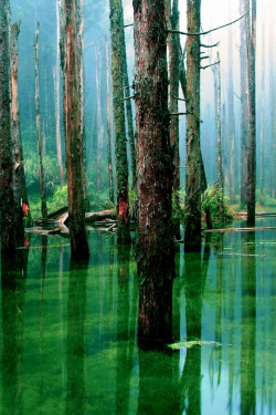 expressions-of-nature:  The Amazon Forest by
