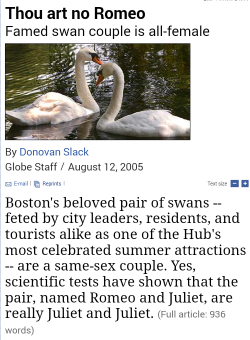 sanguineswanqueen:💗Reblog if u support these lesbian swans 💗