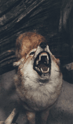 johnsfunnystuff:  Wolf Stereogram 