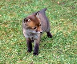 al-grave:  Look at this cutie, I’ll bet this British fox has a lovely accent :D