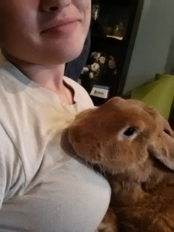 kissesteal:  Lady foxy bun. I miss her so much. She was my sweet baby, my pretty peachy rabbit. 
