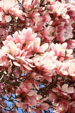 blooms-and-shrooms:Magnolia by MikaJC on