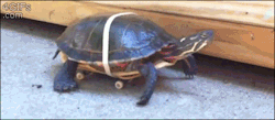hobbitdragon:  notyrqueer:  unoetrino:  UNSTOPPABLE.  speed turtle  I’ve reblogged this before but it just makes me SO HAPPY to watch this 