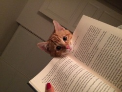 tinyredbird:  catsbeaversandducks:Cats Who Have No Intention Of Letting You Read Your Book“Spoiler alert: the main character dies. Now gimme some tuna.”(photos via the dodo)  Eeehee omg