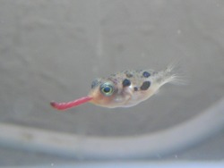 fefarielle:  pillory:  tinypuffer:  dwarf puffer eating redworm which is his favorite food.  but it looks like he is blowing one of the party horns tho   u go lil fish 