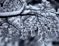     fractals. everything is fractals.   THIS THOUGH everything is fractals - the branches on a tree, the veins in your body, lightning, snowflakes, river networks, and so much more.  