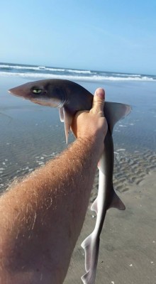 sharkhugger:  princesswahwah:  trekupmysleeve:  jcgreen72:  redditfront:  Oh, what a surprise, you caught me again…  sarcasm shark  Sharkasm   sharkhugger what shark is this?  OMG that face XDthat’s an “i’m tired of your shit” shark!but srsly…