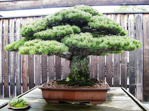 Sex art-tension: The Most Beautiful Bonsai Trees pictures