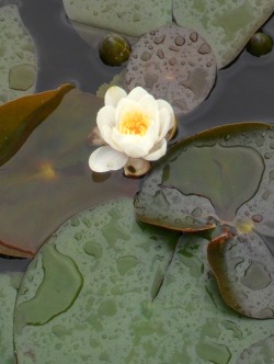 vwcampervan-aldridge:  Water lilly emerges, Blackroot Pool, Sutton Park, Sutton Coldfield, England All Original Photography by http://vwcampervan-aldridge.tumblr.com 