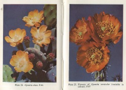 plant-scans:  The Observers Book of Cacti &amp; other Succulents, S.H. Scott, 1958