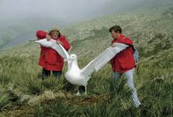 tramampoline: worsethannothing:  importantbirds:  The Firts and biggem strong SeaGULL  the best thing about the wandering albatross is it’s just like a smaller bird has been exactly scaled up to a huge bird  god himself scaled this bird with the lasso