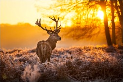 Stag at sunrise (by Arturas Kerdokis)