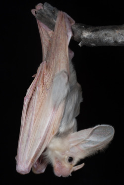take-me-far-away-from-here: The ghost bat (Macroderma gigas), also known as the false vampire bat is a bat native to Australia. 