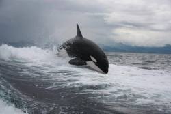 blackfishsound:  Photos by Marisol Jenkins of an orca riding in a boat’s wake off of Baja California, Mexico. 