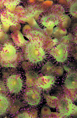 libutron:  Jewel anemones © Paul Naylor