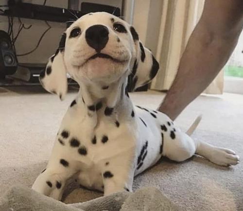 geographically-challenged:  greyhairedcanuck:  aww-cute-animals: The perfect smile   @geographically-challenged    Dalmatians will always hold a special place in my heart ❤️ Thank you @greyhairedcanuck 😊