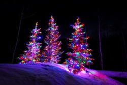 Sweet Christmas lights