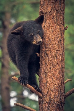 llbwwb:  (via 500px / Bear Cub in the Trees