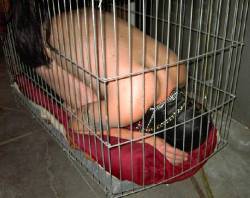 boifromaus86:  wntyrload:  humiliationbear:  Home sweet home - cages for faggots.  the perfect life   Cage me for a bit?
