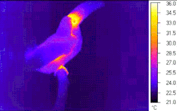 becausebirds:  This GIF shows how the toucan releases heat using its beak to cool itself off. The toucan beak isn’t just beautiful, it’s also an adjustable thermal radiator that the bird uses to warm and cool itself. When the bird is hot, the blood