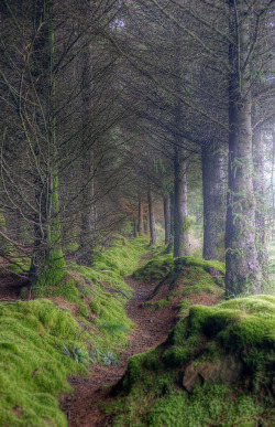 de-preciated:  Tree Creeping (by almonkey)  On the path to King’s Cave, Isle of Arran, Scotland. Misty and mysterious, also a great place to dodge the marauding midges…