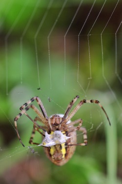 plumperquatsch:  spider wasp - wrapping its prey by Andi Gebhardt 