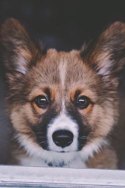 visualechoess:  Obie - by: Alexa Lindh 