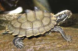 astronomy-to-zoology:  Black-knobbed Map Turtle (Graptemys nigrinoda) …a species of emydid turtle that is endemic to the southeastern United States, specifically the Mobile Bay drainages in Mississippi and the Tombigbee/ Black Warrior River systems
