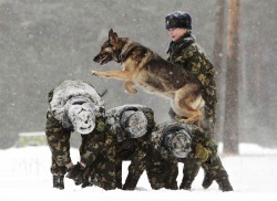 Intelligent obedience (a Belarusian military officer trains her patrol dog)