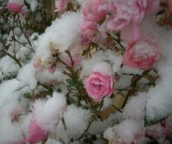 Rosa Rose Pink