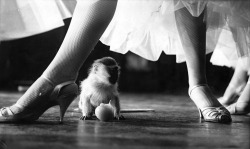 Evening Standard - The legs and high heels of a member of the cast of &rsquo;Tropical Paradise&rsquo;, a revue at the Pigalle, tower above a very small baby monkey, circa 1970.