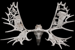 archiemcphee:  Canadian artist Shane Wilson transforms massive moose antlers into magnificent works of sculpture inspired by his natural surroundings in northern Ontario. Using ethically sourced antlers, horns, and skulls from native animals, Wilson pains