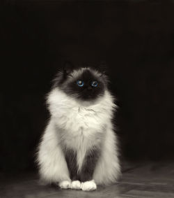 tehhufflepuffinquisitor:  stormandozone:  boredpanda:    20+ Of The Fluffiest Cats In The World    @curiouslich  @liquidfire 