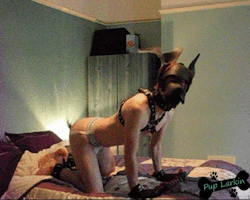 puplarkin:  Ehehehe, I was a naughty pup and got on the bed *wags*   CAN be a good dog too
