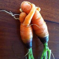 exhibitionistatheart:  Be my carrot ? xo