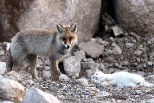 Sex blua:  A cat and fox became two unlikely pictures