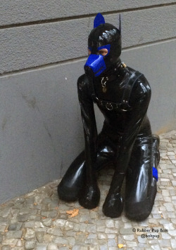 pupbolt:  According some Folsom friends, I am apparently a Weimaraner. Pupping out in a different hood to usual on Fuggerstrasse at Folsom Europe 2014. 