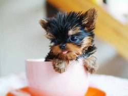 I’ll have a cup of pup to go, please