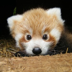 angsty-cat:  wittle-cutie:  awwww-cute:  Red panda cub (Source: http://ift.tt/1Gzvq6y)  cute as heck &lt;3  @yeah-thats-not-it