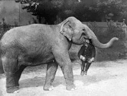 An elephant from Earl&rsquo;s Court Circus with a man in its mouth, 1928.