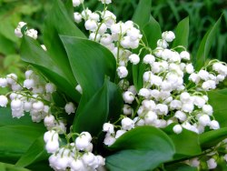 fuckyeah-animalcrossing:  aonodreamland:  Suzuran aka Lily of The Valley   these are the ‘jacob’s ladder’ that you see in the game! In japan, the name スズラン (suzuran) is a name given to lily of the valley, but when translated to english it