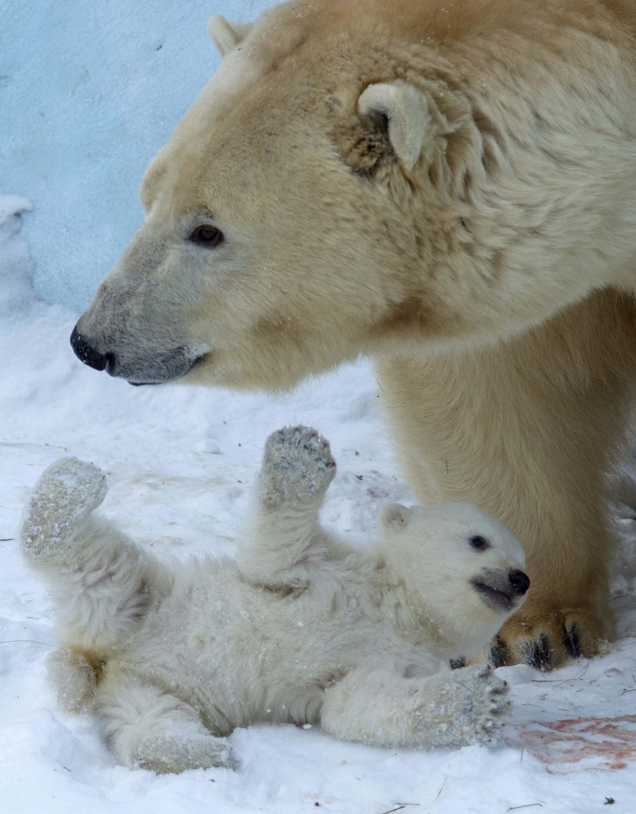 nationalpostphotos:  POLAR BEAR CUB AND MOM: Polar bear Gerda with her cub in the
