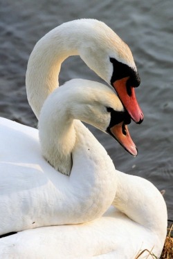 Loving you (Mute Swans entwine their necks prior to mating)